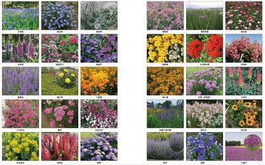 常用景观花卉及养护方法